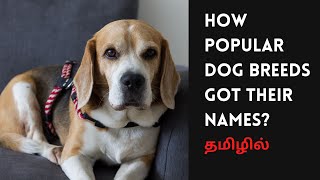 நாய் இனங்கள் அவற்றின் பெயர்களை எவ்வாறு பெற்றன | how dog breeds got their names | ஸ்டெல்லாஇசக்கிராஜ்