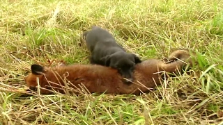 Fox Hunting With Terriers Fox Digging And Predator Control - Ultimate Hunting