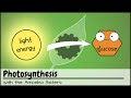 Photosynthesis (UPDATED)