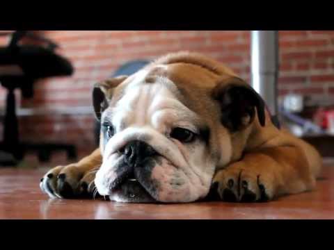 Sad English Bulldog puppy - YouTube