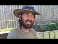 Front yard veggie garden update, hay bales & more 13th August 2013..
