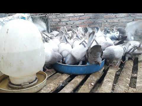 Chim Bồ Câu Pháp Siêu to Khổng lồ. Chim Pháp giống 2 tháng tuổi