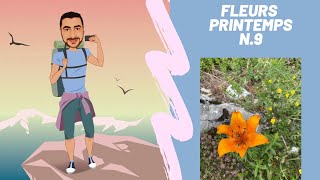 N. 9 Découvrir les fleurs : printemps lors de vos sorties sportives (ou pas) dans les bois 🌸💐🌻