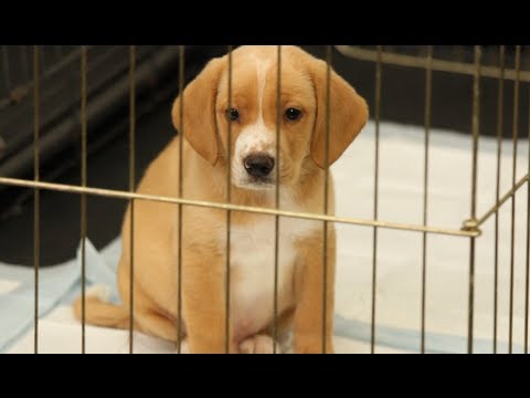 How to House Train a Puppy | Dog Training