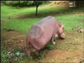 Storie speciali di amore tra animali-Quando l'amore va oltre la differenza della specie