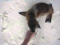 Baby+Sea+Lion+Playing+with+a+Rock+and+my+Foot