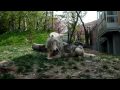 Eastern Timber Wolf Diet | RM. Eastern Timber Wolf Diet | RM.