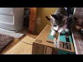 箱を壊す猫 - Ohagi breaks a box -