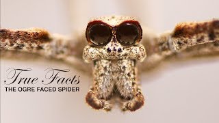 True Facts: The Ogre Faced Spider