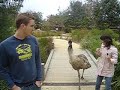 Emu attack!