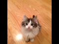 Kitten Says Hi Vine By: Jay Tucker Hill