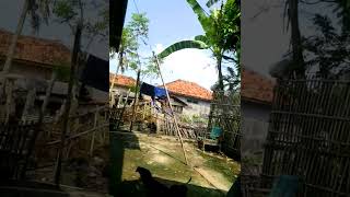 Mencoba,Ngakakatau,Seram?