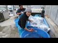 Isa Koi Farm - Packing of Jumbo Tosai Show for shipment.