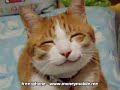 Cats and Dogs