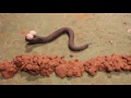 Atelier Court M Trage D Animation Fred Piou 1 Snake images Atelier Court M Trage D Animation Fred Piou 1 Snake