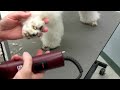 How to shave a poodles foot