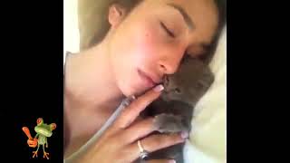 FUNNY VIDEOS Funny Cats Funny Animals Funny Moments Funny Cat Vines