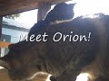Meet Orion!