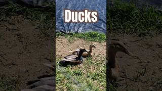 Laufenten Enten Als Beste Schnecken Bekämpfung Mighty Ducks