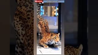 From Human To Leopard The Wild Transformation