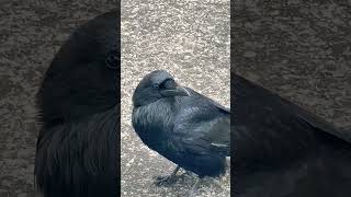 Amazing Raven