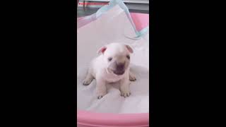 CHINESE FUN Cute Funny Dog Puppy Videos Compilation No.11 2018