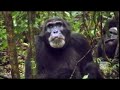 Gang of Chimps Attack and Kill a Lone Chimp