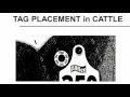 RFID: How to Apply the Tag