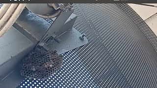 Antene Petek Yapan Arıların İlginç Görüntüleri