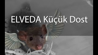 Elveda Küçük Dost