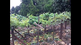 2/2022 Pruning the Vineyard #1