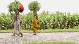 Indian Village, Dogs Sleeping , Mom Making Roti ,Man Working On Farm
