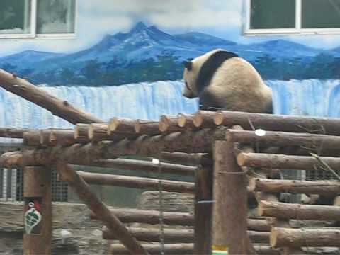 人気可愛いパンダ　北京 動物園