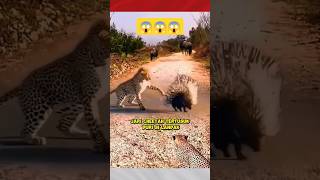 Cheetah, Ular Kobra Vs Landak