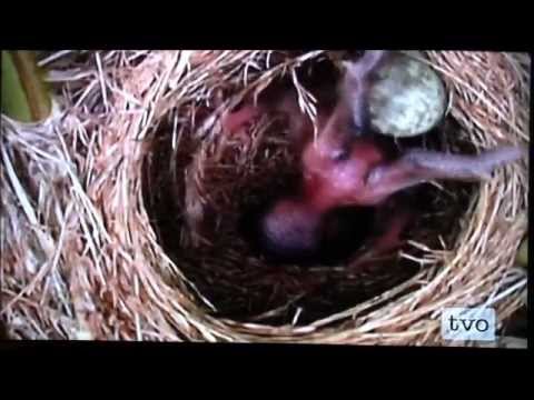 Cuckoo Birds....Parasites of the bird world