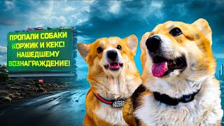 Кекс И Коржик Убежали Из Дома!! Gps Трекер Для Собак!! (Хаски Бандит) Говорящая Собака