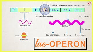Lac Operon And Lac Operon Work And Jacob And Monod Model