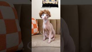 I Got My Cat A Wig