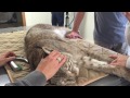 Farewell Natasha Siberian Lynx