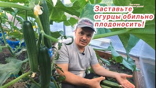 Огурцы Плодоносят Непрерывно- Эффективная Органическая Подкормка Своими Руками!