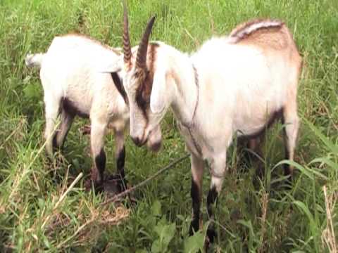 CAPRINO GANADO caprino ganado: