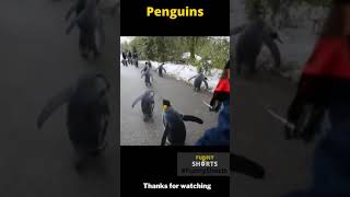 Funniest Animal Penguin Cute Video Funny Shorts Part 13