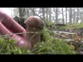Boletus Aestivalis bajo la lluvia a 6 de julio de 2014
