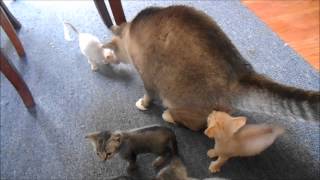 Our 4 Kittens At 4 Weeks Old.