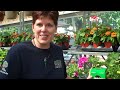 Annual Plants