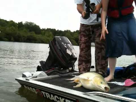 bow fishing with rip fletching giant fish fight