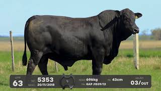 LOTE 63 - TOUROS BRANGUS - LEILÃO SÃO BIBIANO 2021