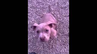 Bella Staffie Blue Plays & 2 Pups