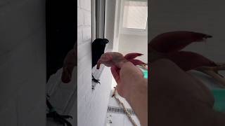 Corvo Imitando A Voz Humana