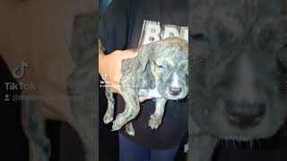 Mexican Eli Bloodline Pups That Went To Saltillo Coahuila Mexico